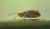 Rhopalosiphum padi